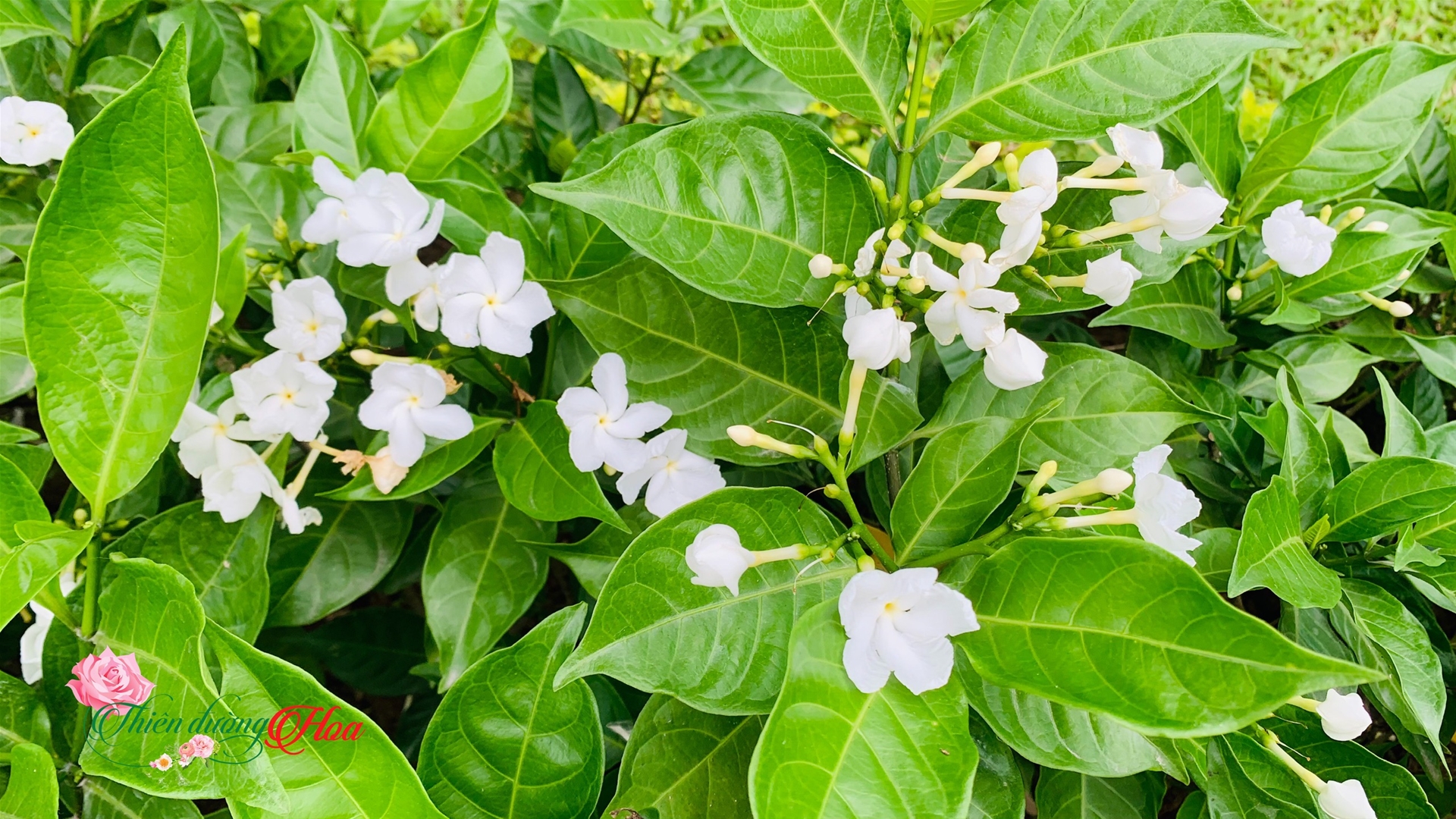 Cây Ngọc Bút - Vẻ Đẹp Tinh Tế Và Ý Nghĩa Trong Nghệ Thuật Cảnh Quan