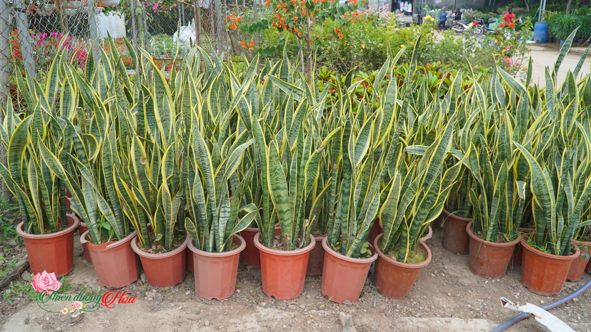 Lưỡi Hổ