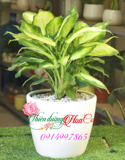 CÂY BẠCH MÃ HOÀNG TỬ