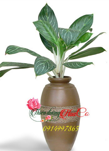CÂY BẠCH MÃ HOÀNG TỬ