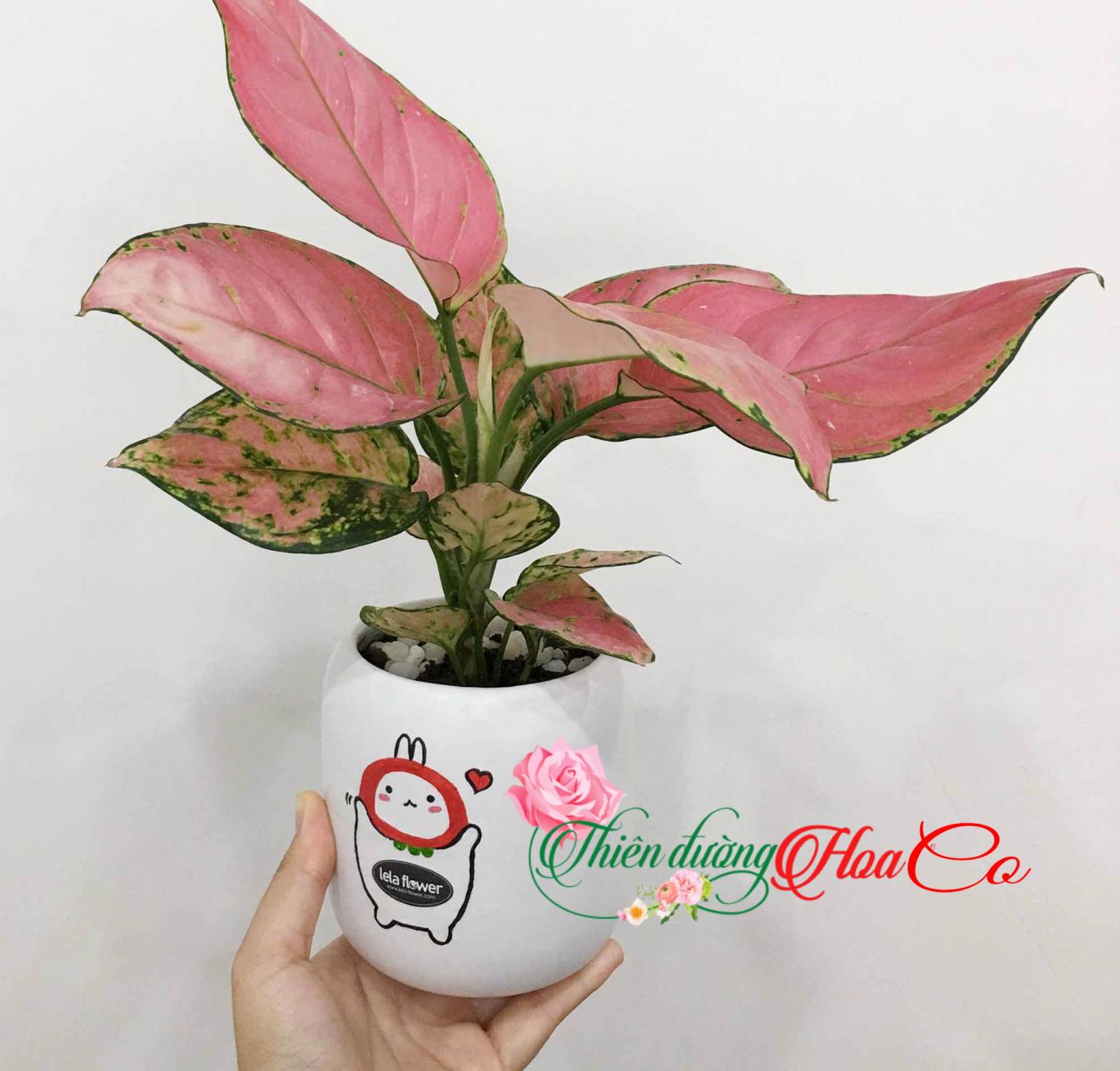CÂY VẠN LỘC