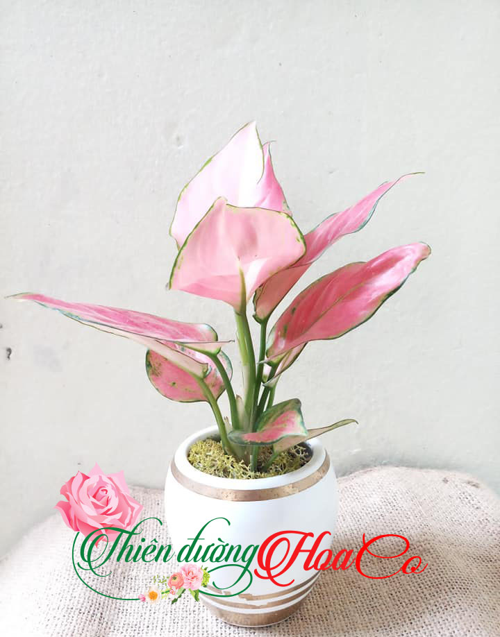 CÂY VẠN LỘC
