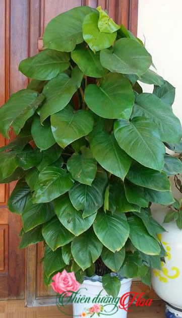 VẠN NIÊN THANH CỌC