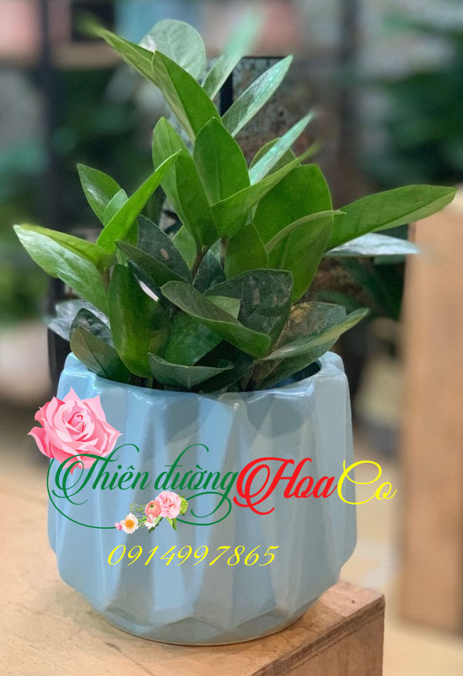 CÂY KIM TIỀN