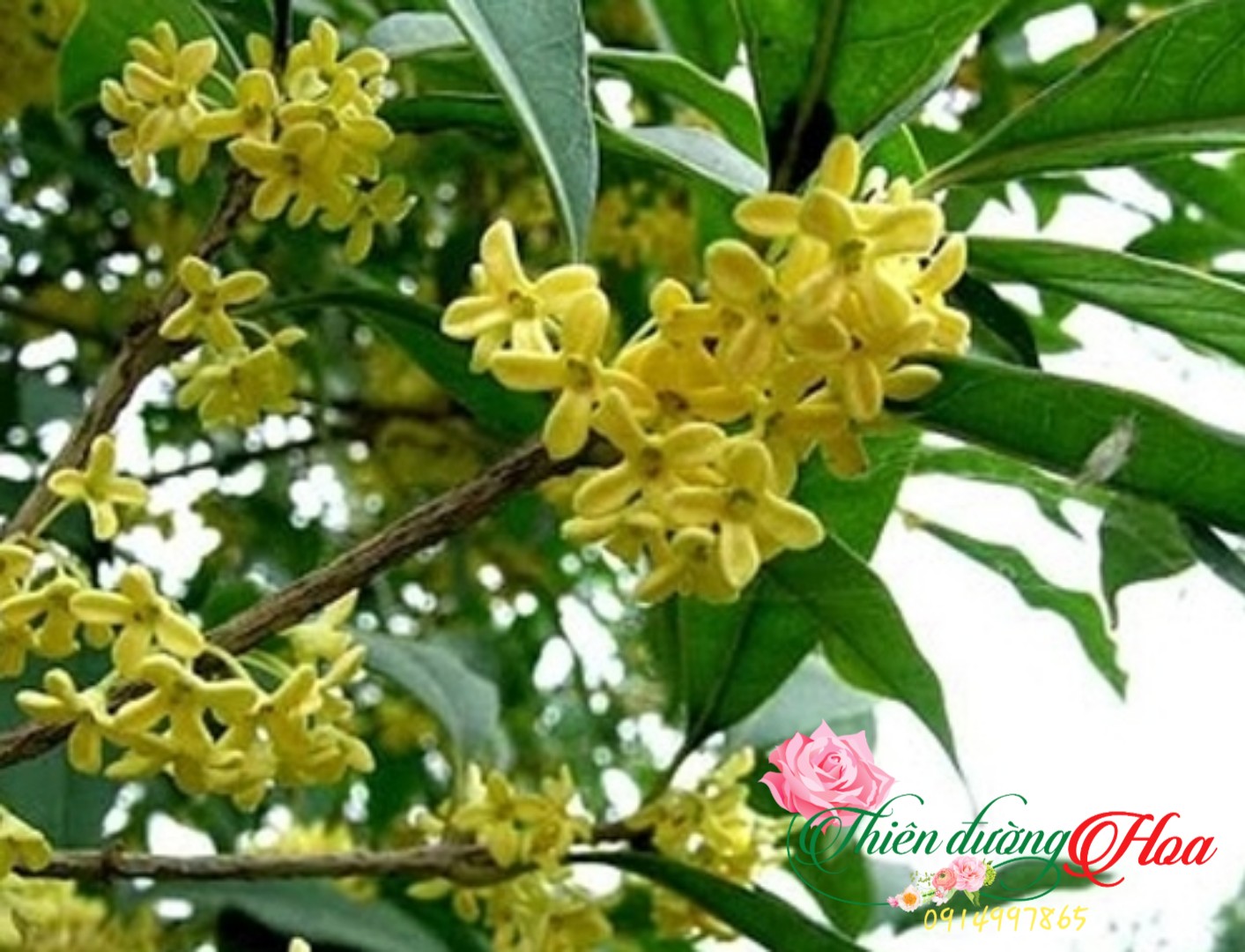 Cây Hoa Mộc