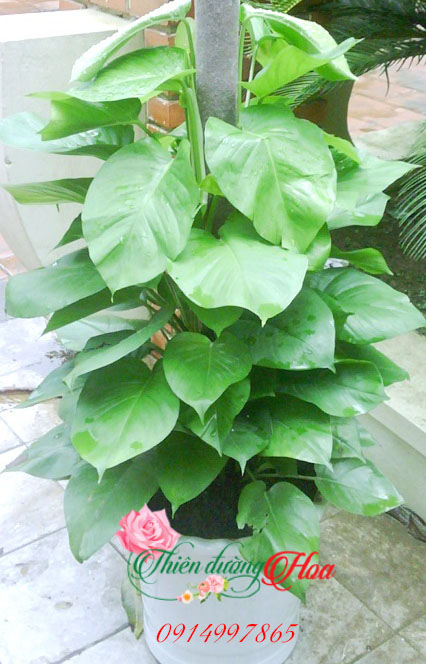 VẠN NIÊN THANH CỌC