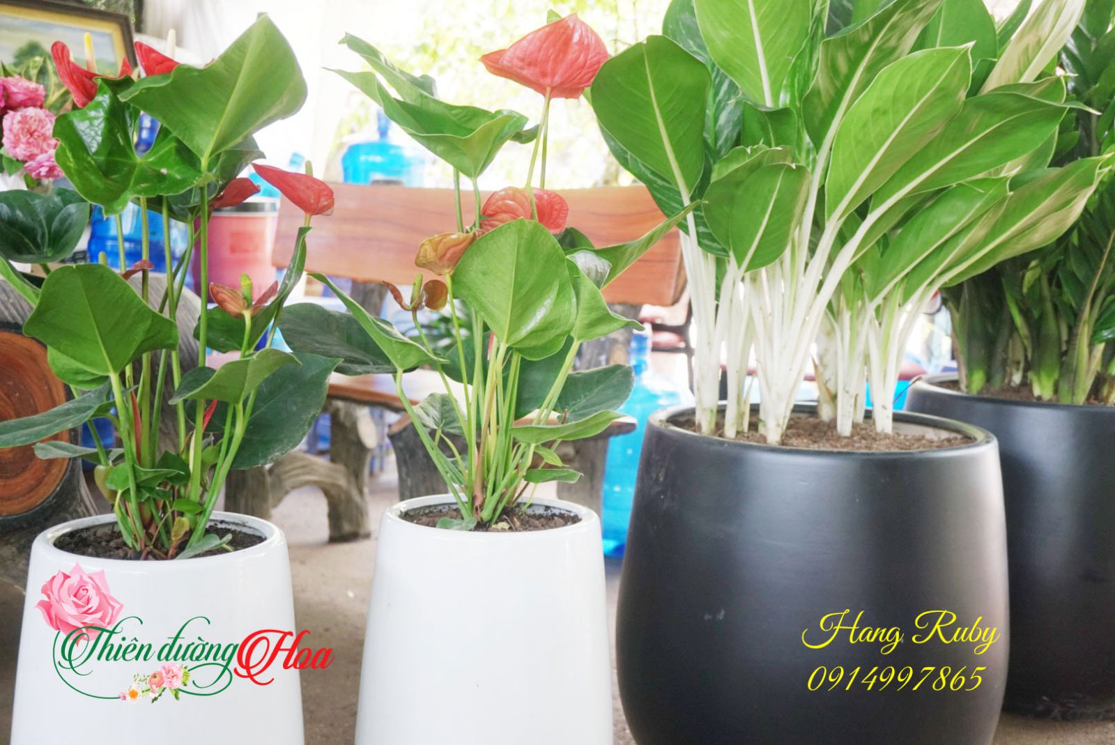 CÂY HỒNG MÔN
