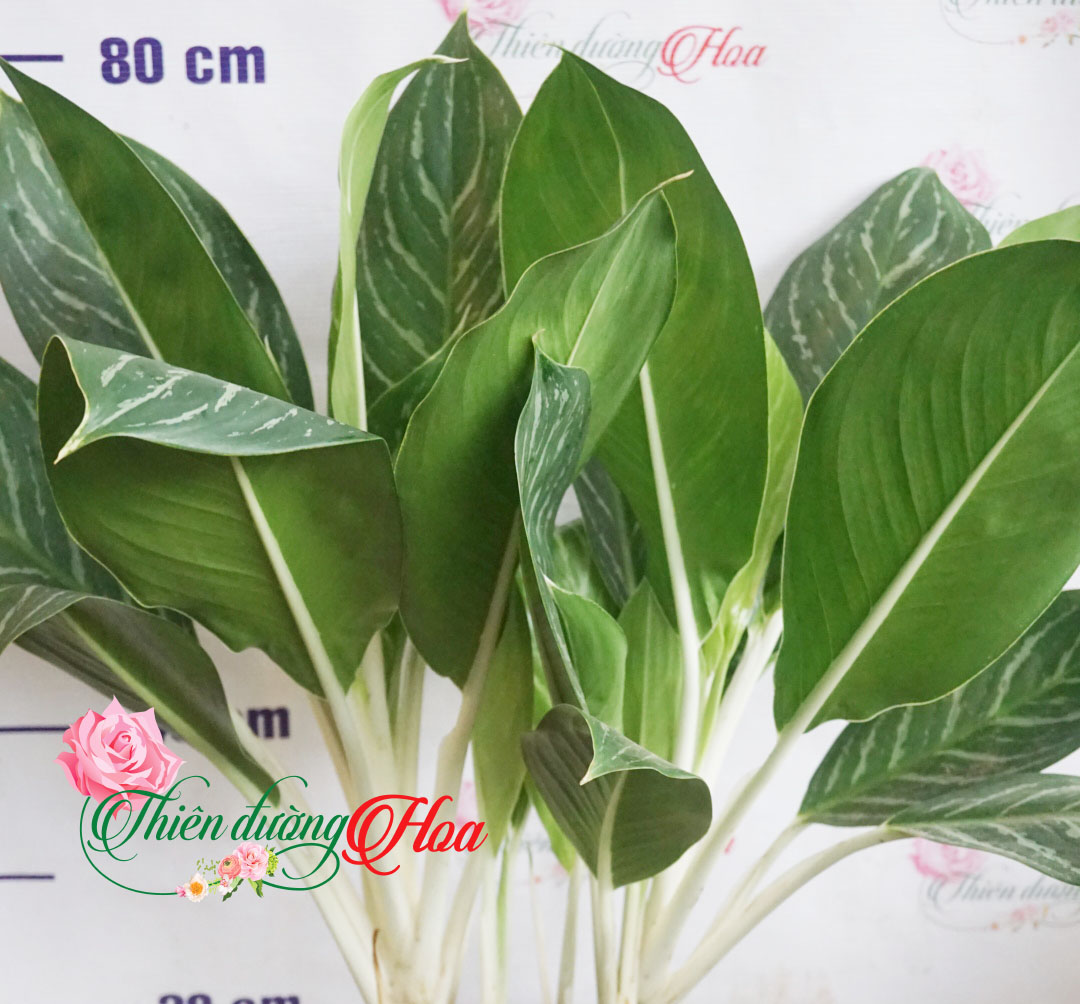 CÂY BẠCH MÃ HOÀNG TỬ