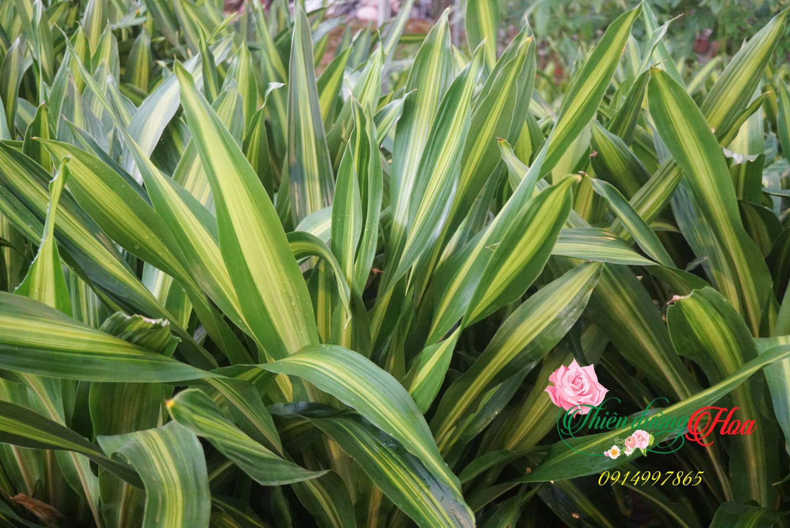 THIẾT MỘC LAN