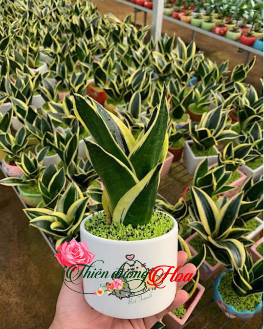 CÂY LƯỠI HỔ