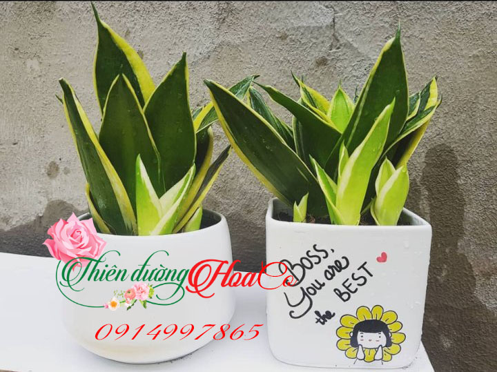 CÂY LƯỠI HỔ