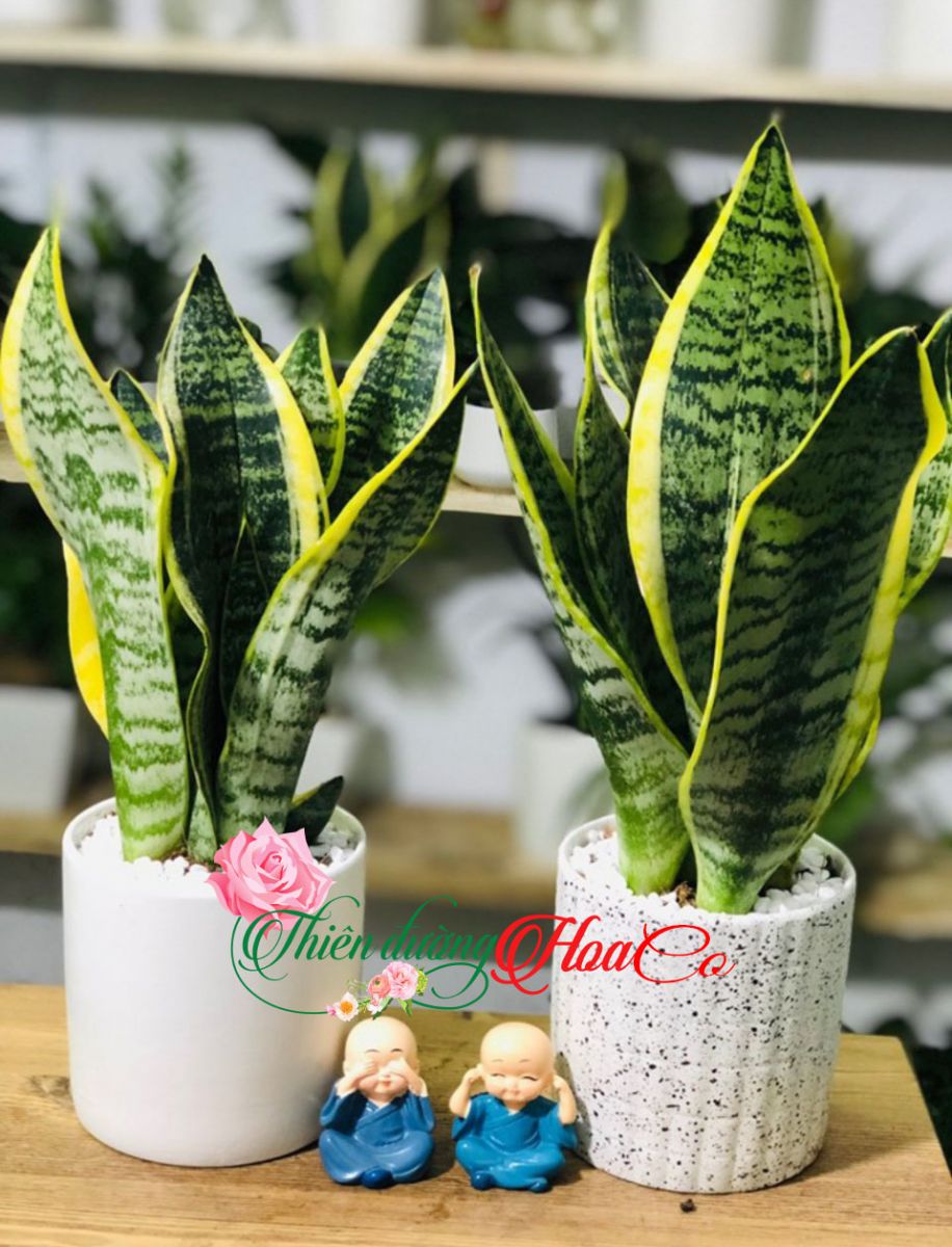 CÂY LƯỠI HỔ