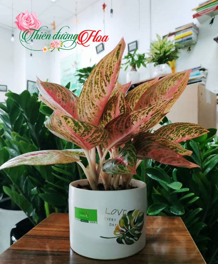 CÂY THỊNH VƯỢNG