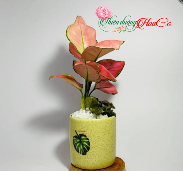 CÂY VẠN LỘC