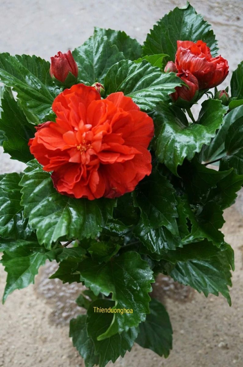 DÂM BỤT LÙN