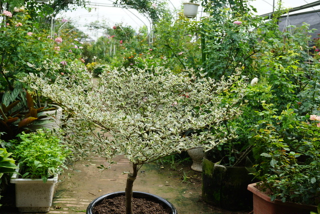 Bàng Cẩm Thạch