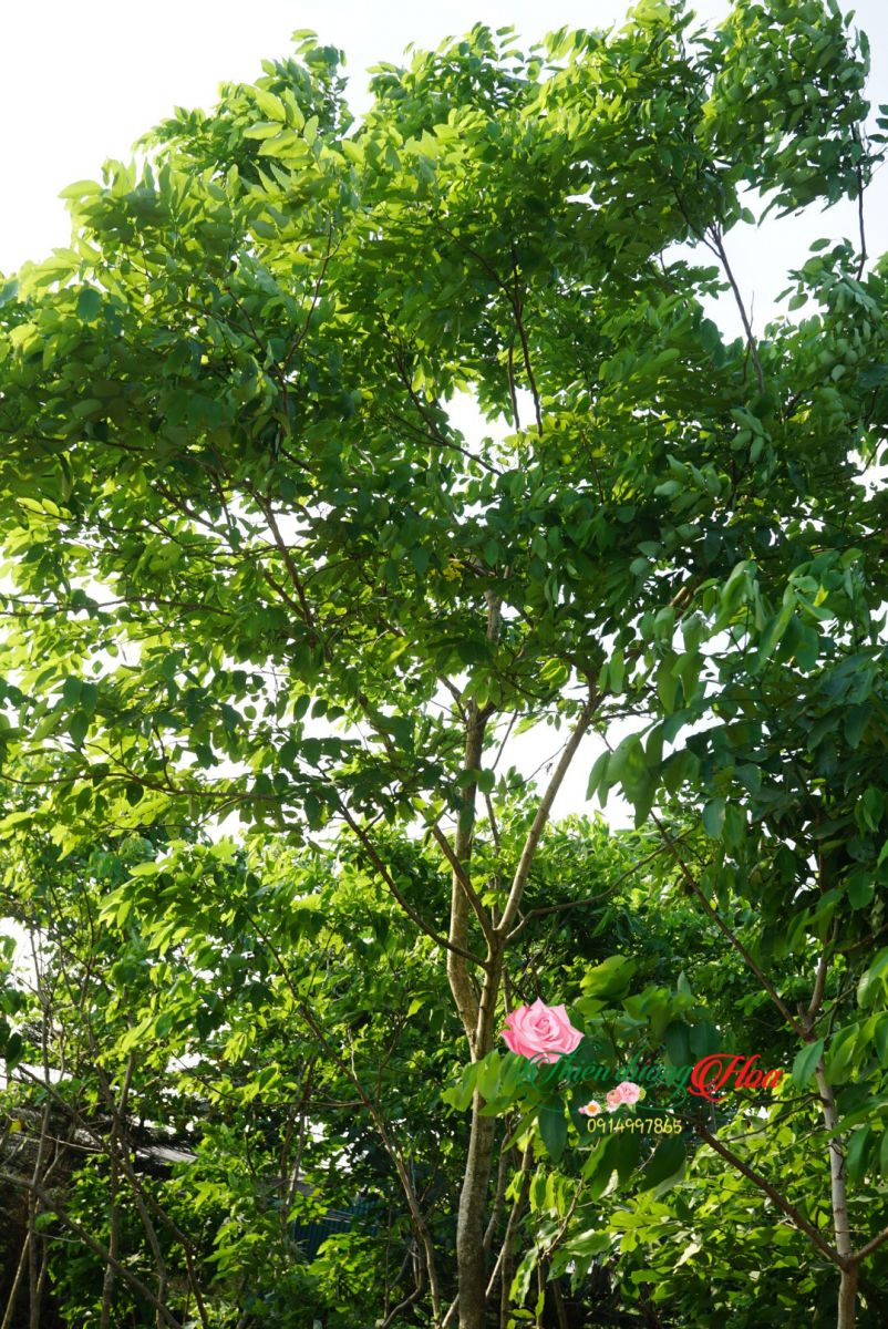 Muồng Hoàng Yến_Màu Sắc Mùa Hè