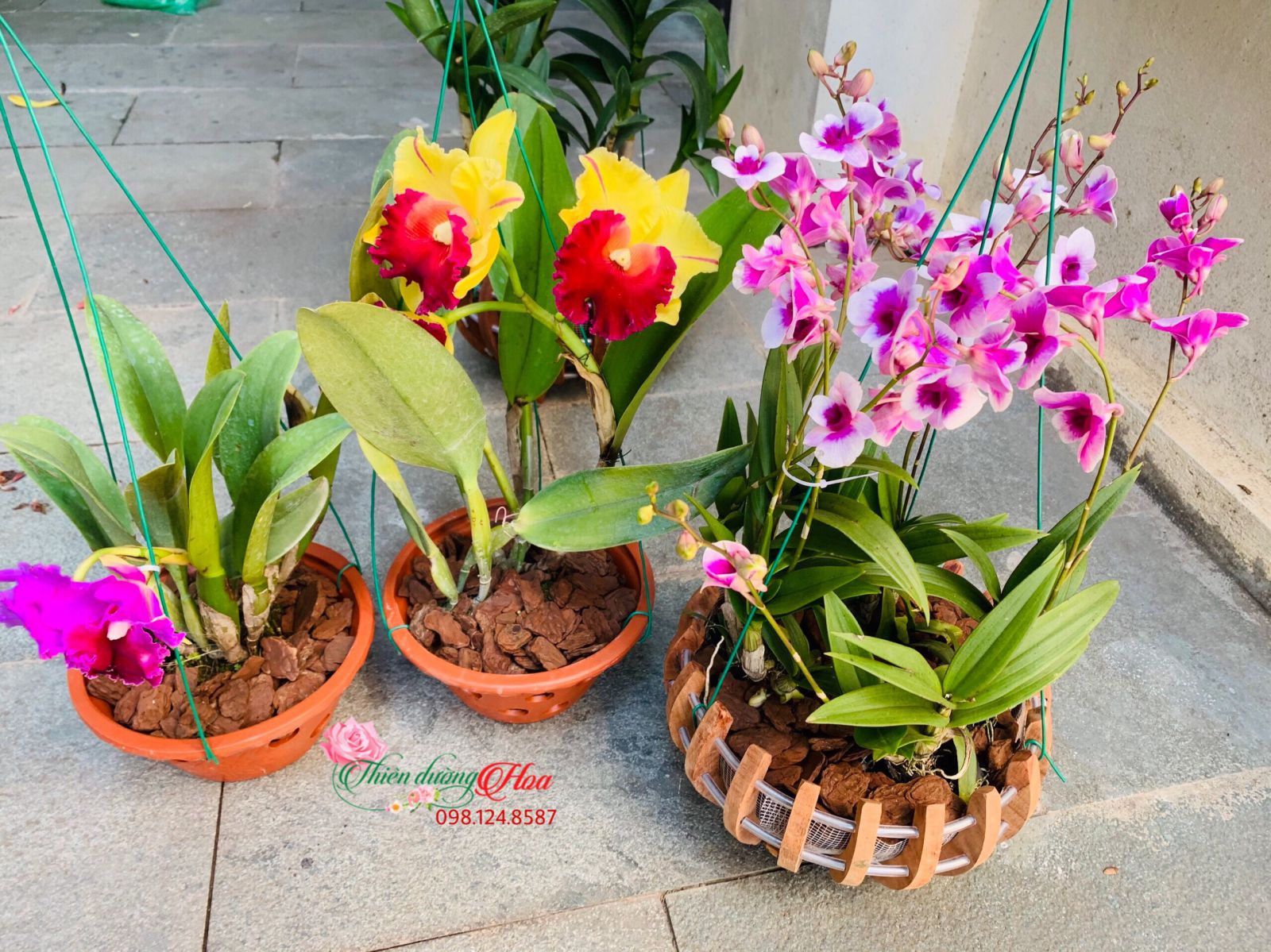 VẺ ĐẸP CỦA HOA LAN DENDRO