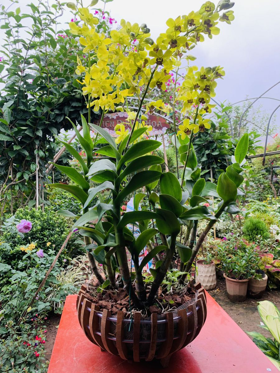VẺ ĐẸP CỦA HOA LAN DENDRO