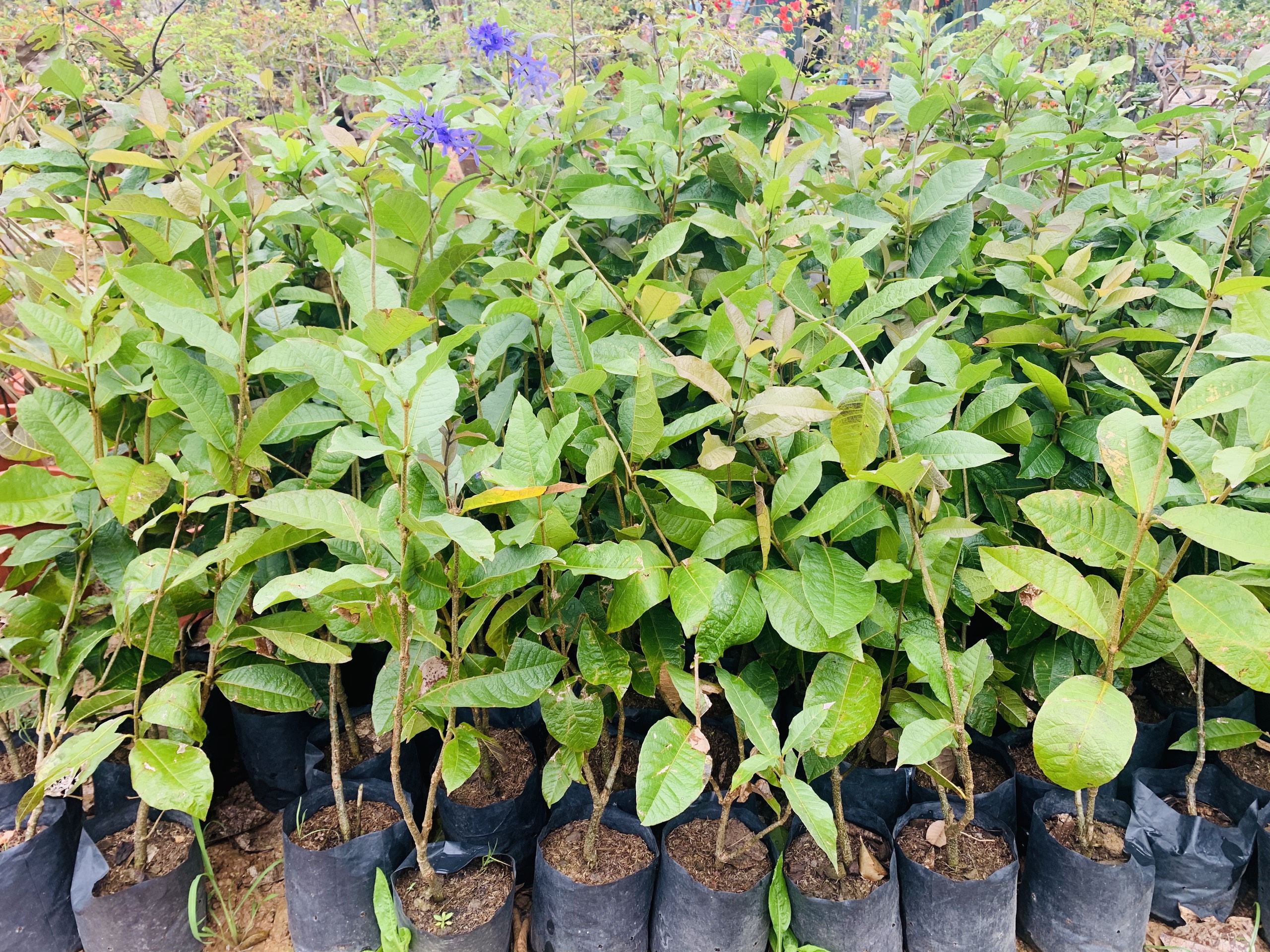 Phân Biệt Mai Xanh Thái Và Mai Xanh Đà Lạt