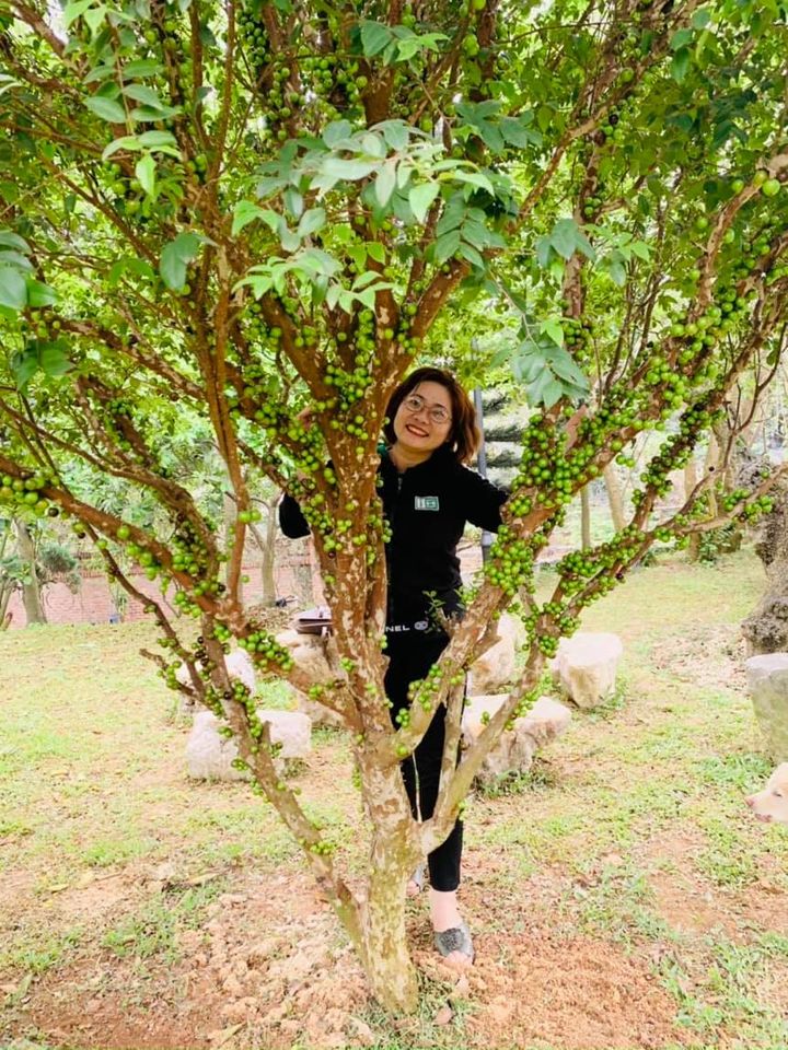 NHO THÂN GỖ
