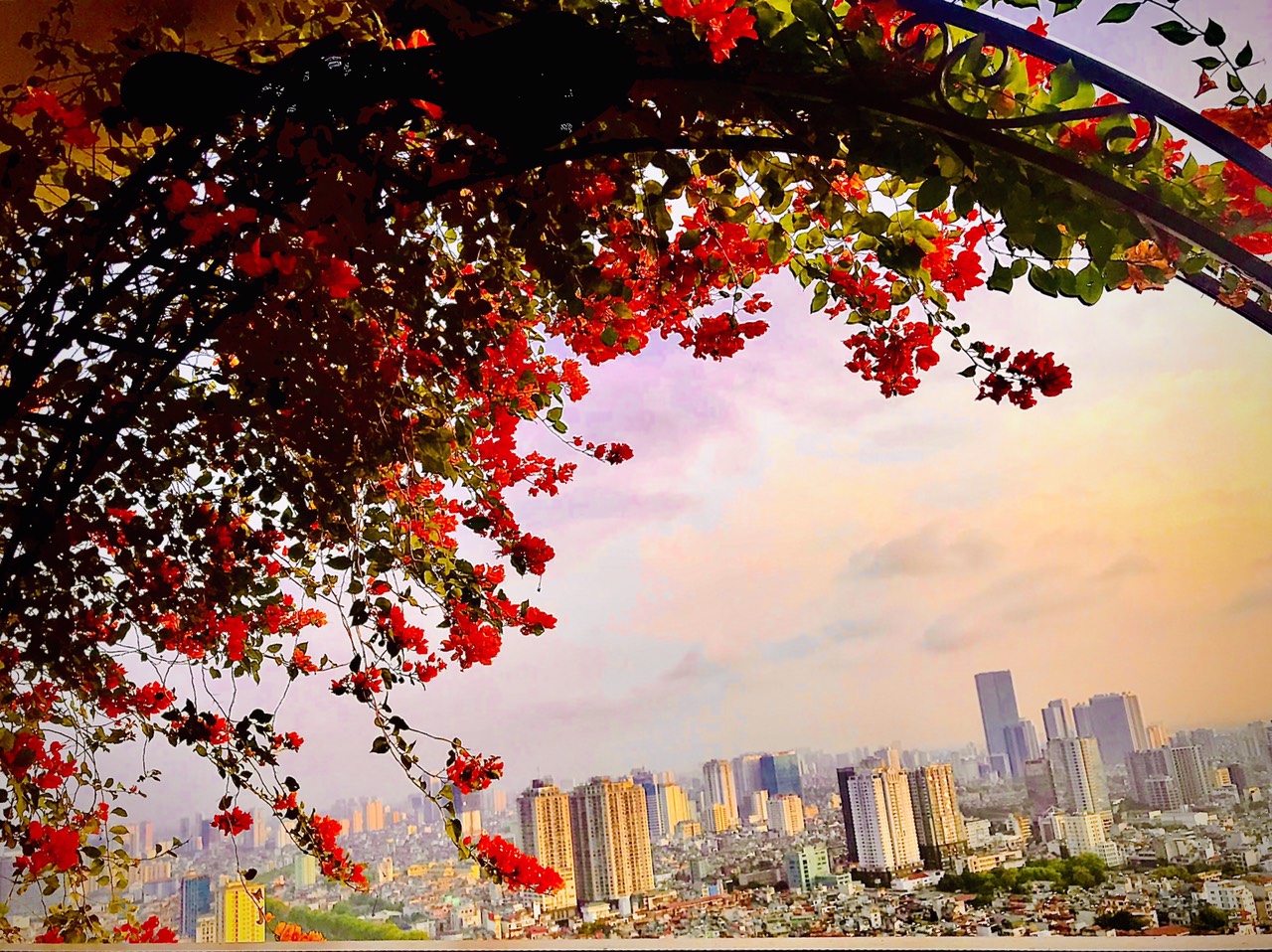 Hoa Giấy Ngũ Sắc