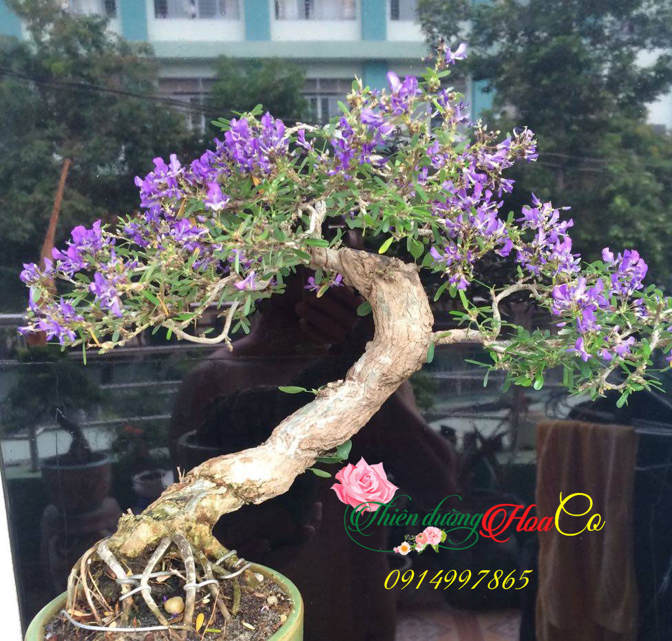 KHÁM PHÁ NHỮNG BÍ MẬT VỀ CÂY LINH SAM