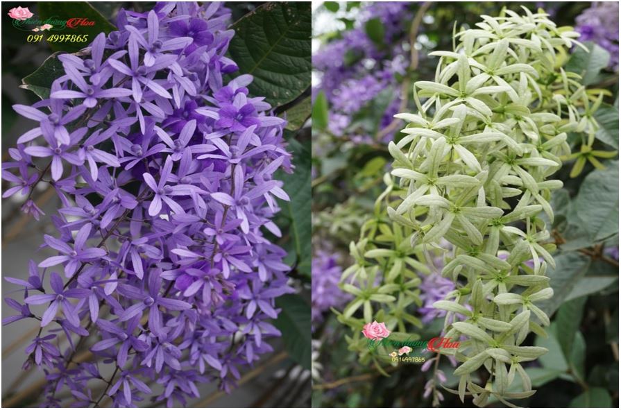 hoa-mai-xanh-thai