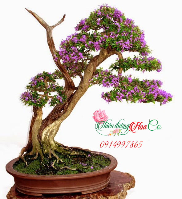 KHÁM PHÁ NHỮNG BÍ MẬT VỀ CÂY LINH SAM