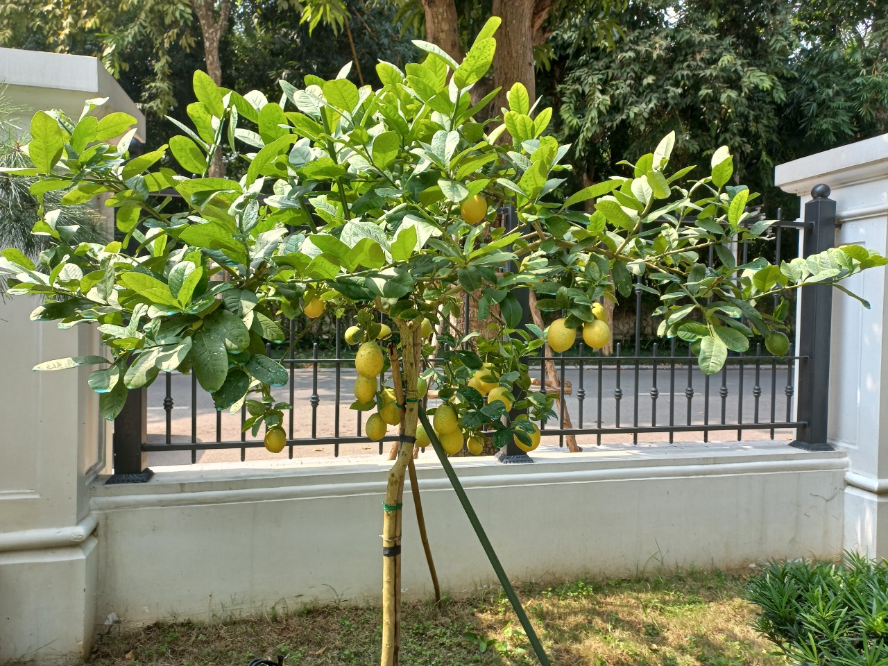 Cây Chanh Vàng Mỹ