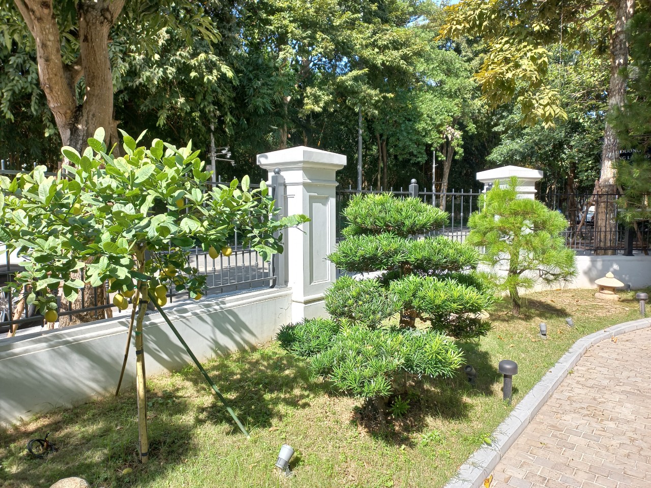 cay_chanh_vang_my