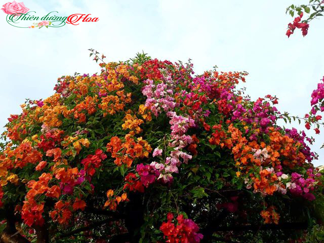 Hoa Giấy Ngũ Sắc