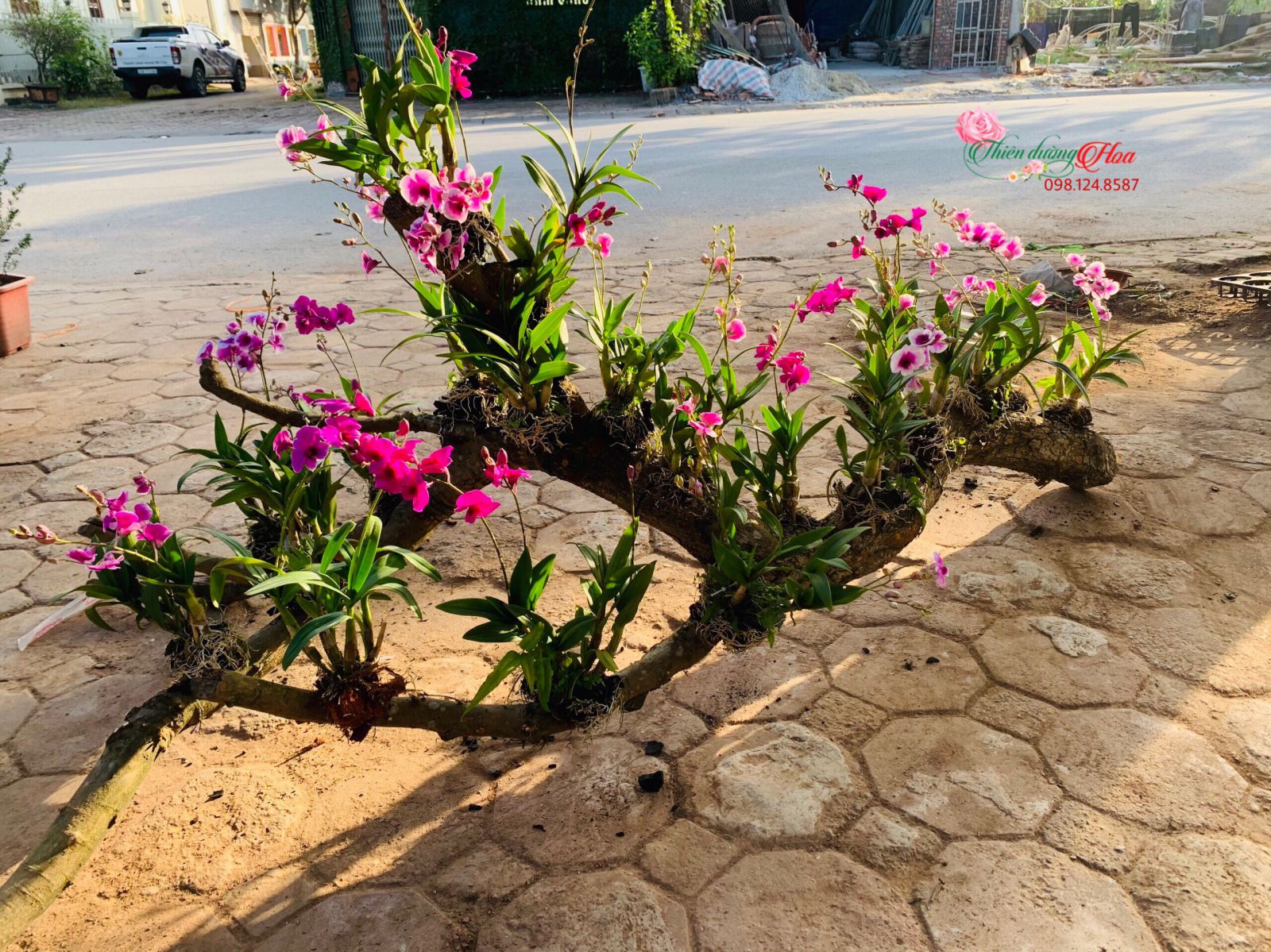 VẺ ĐẸP CỦA HOA LAN DENDRO
