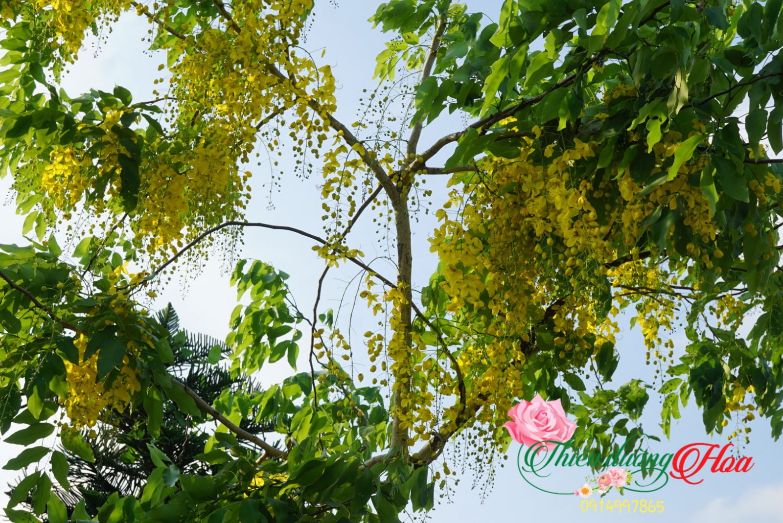 Muồng Hoàng Yến_Màu Sắc Mùa Hè