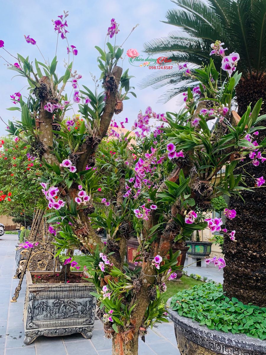 VẺ ĐẸP CỦA HOA LAN DENDRO