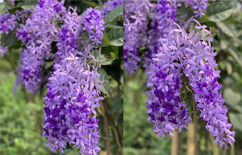 ky-thuat-trong-mai-xanh-thai