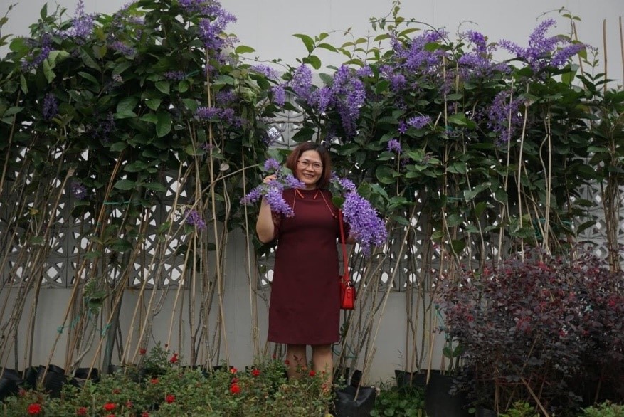 Cây Mai Xanh Thái