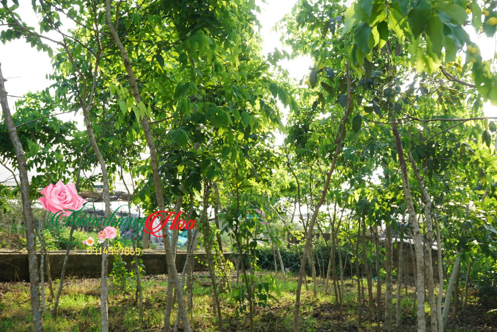 Muồng Hoàng Yến_Màu Sắc Mùa Hè