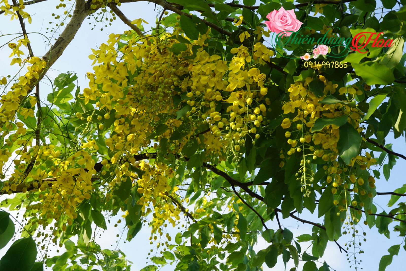 Muồng Hoàng Yến_Màu Sắc Mùa Hè