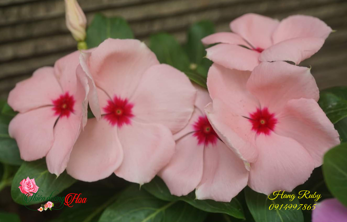 CÂY DỪA CẠN