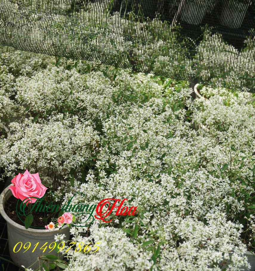 CÂY BẠCH TUYẾT
