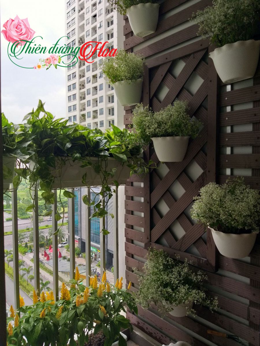 CÂY BẠCH TUYẾT