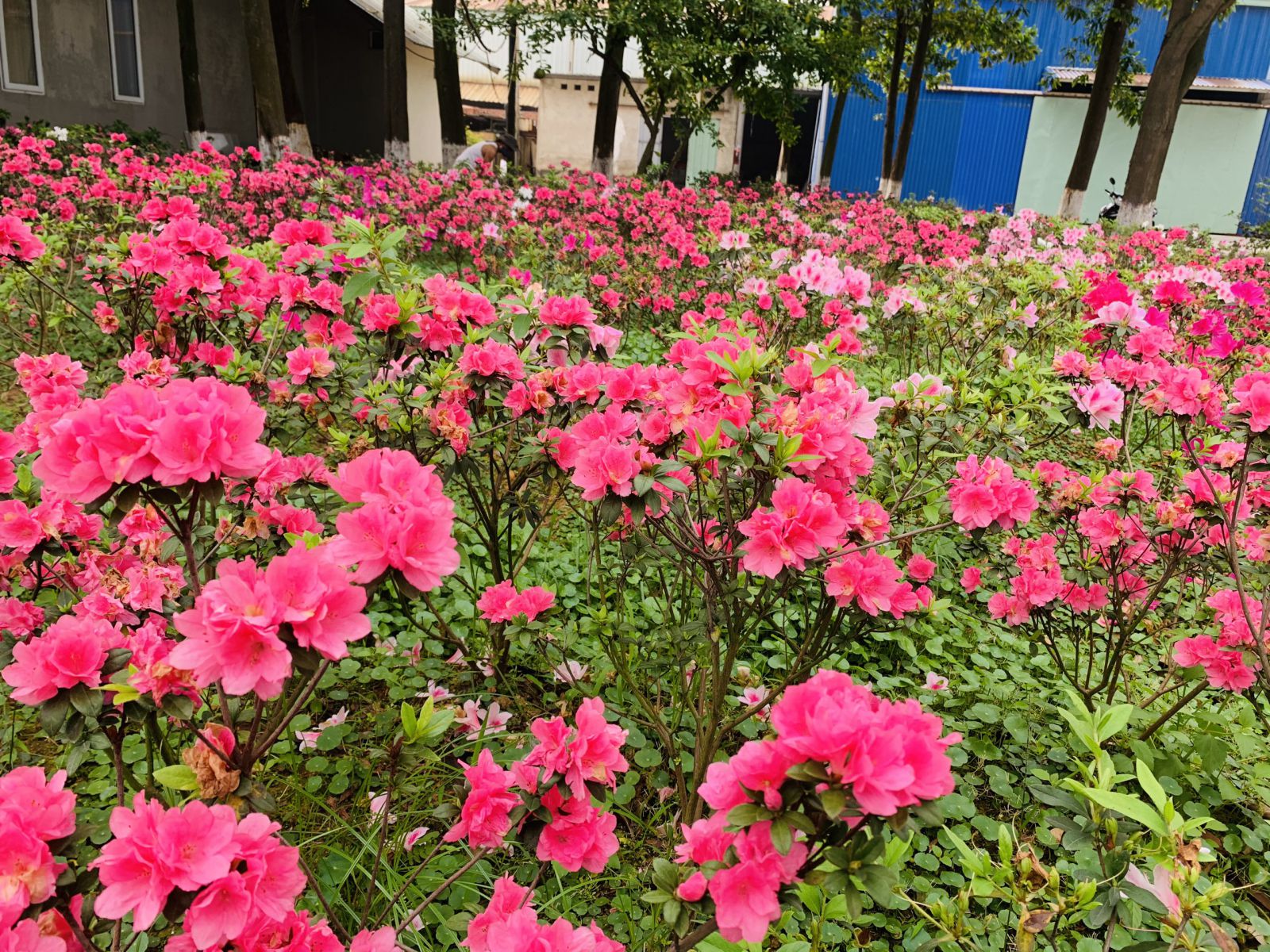 ĐỖ QUYÊN – LOÀI HOA ĐẸP CHO MỌI KHÔNG GIAN
