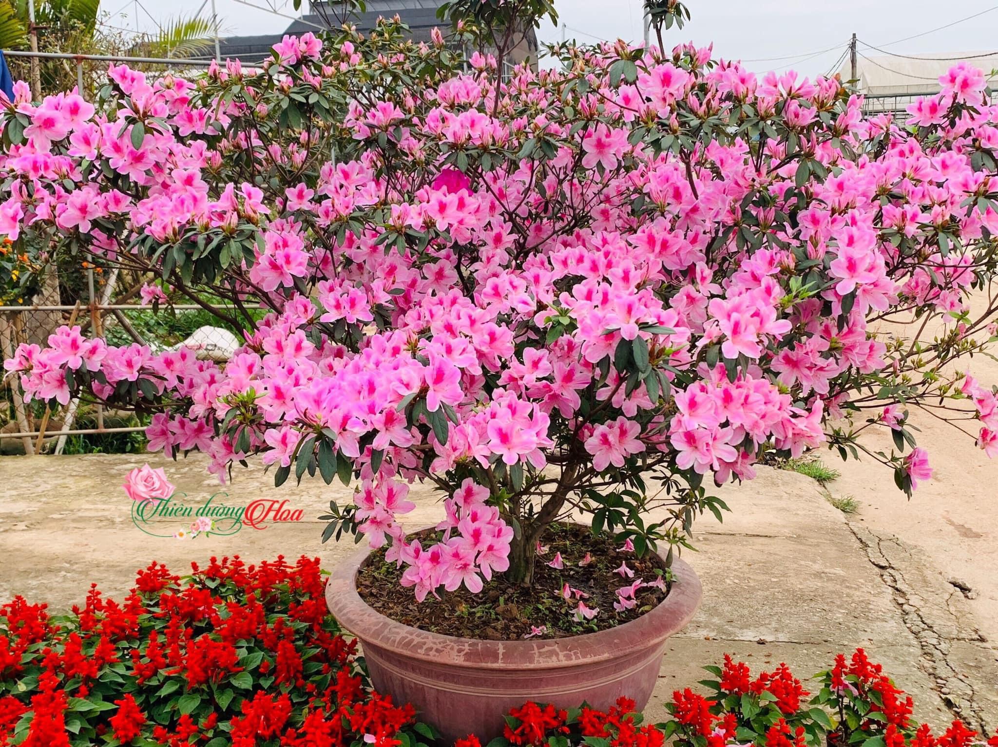 ĐỖ QUYÊN – LOÀI HOA ĐẸP CHO MỌI KHÔNG GIAN