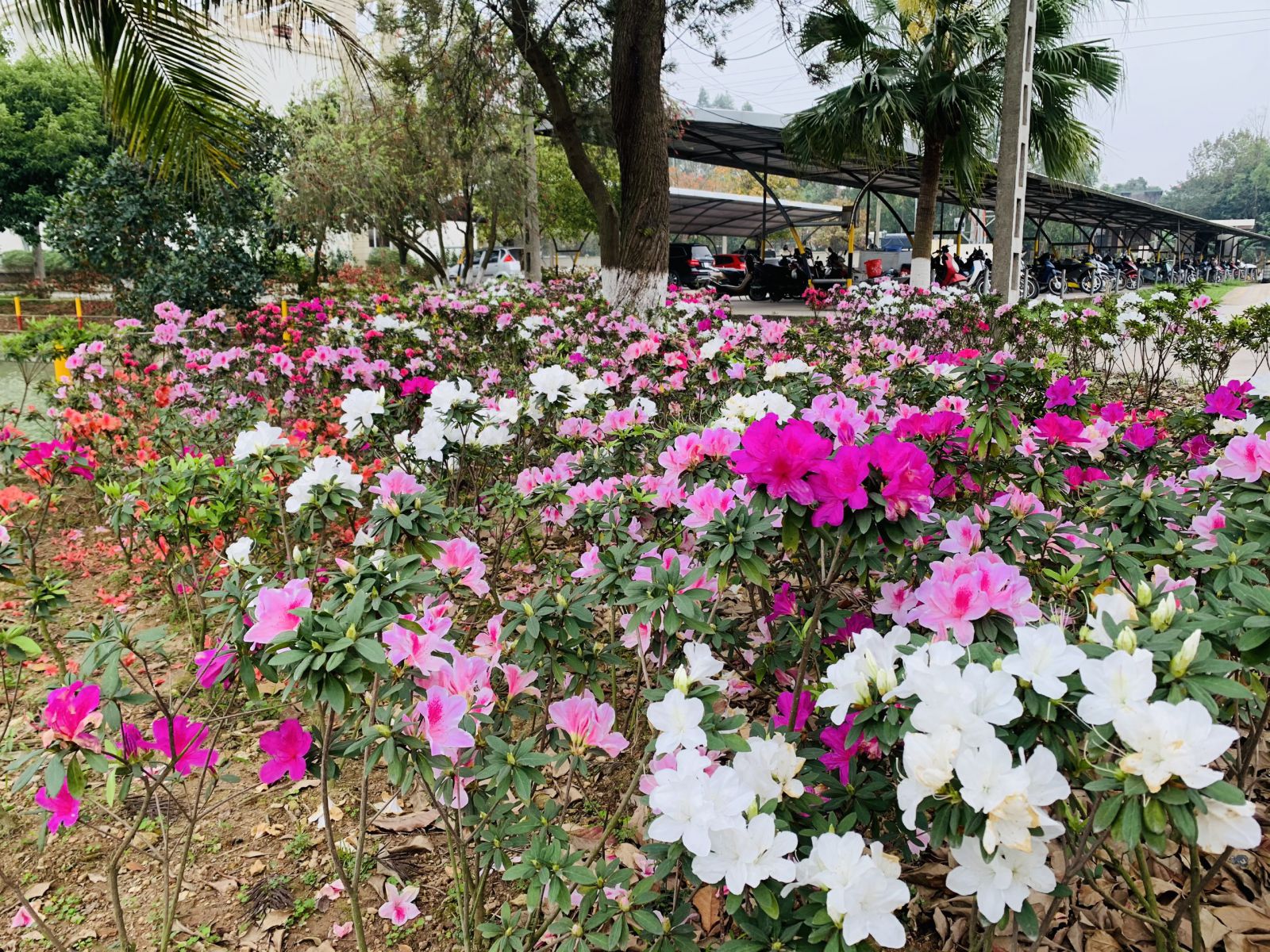 ĐỖ QUYÊN – LOÀI HOA ĐẸP CHO MỌI KHÔNG GIAN