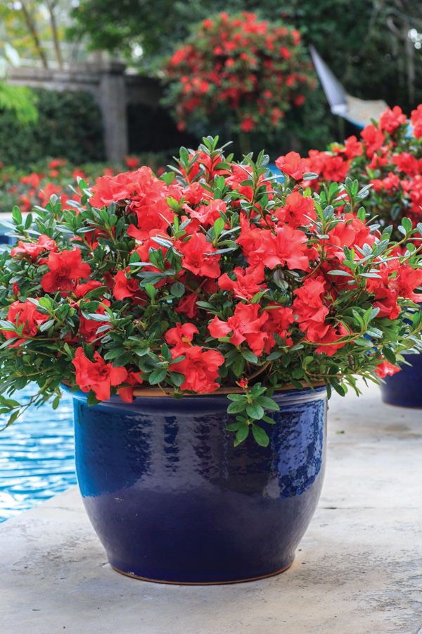 ĐỖ QUYÊN – LOÀI HOA ĐẸP CHO MỌI KHÔNG GIAN