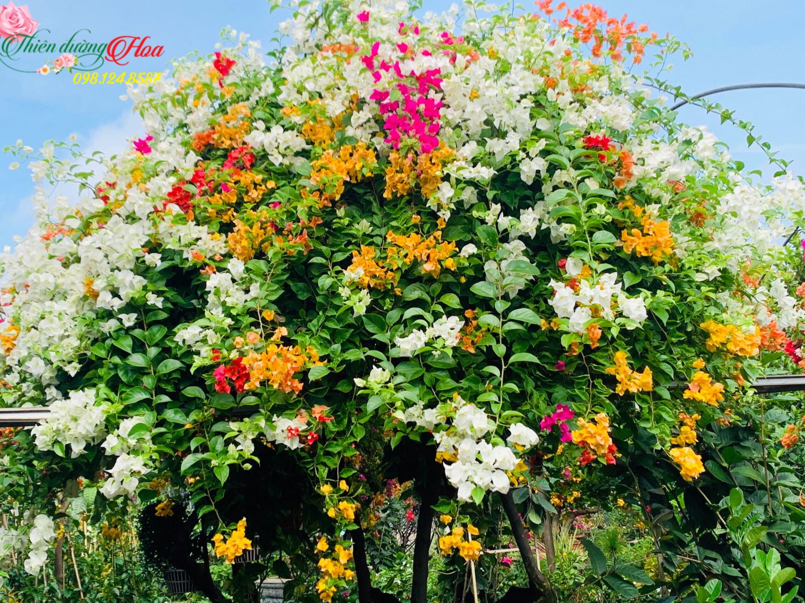 BẬT MÍ BÍ QUYẾT CHĂM HOA GIẤY ĐẸP
