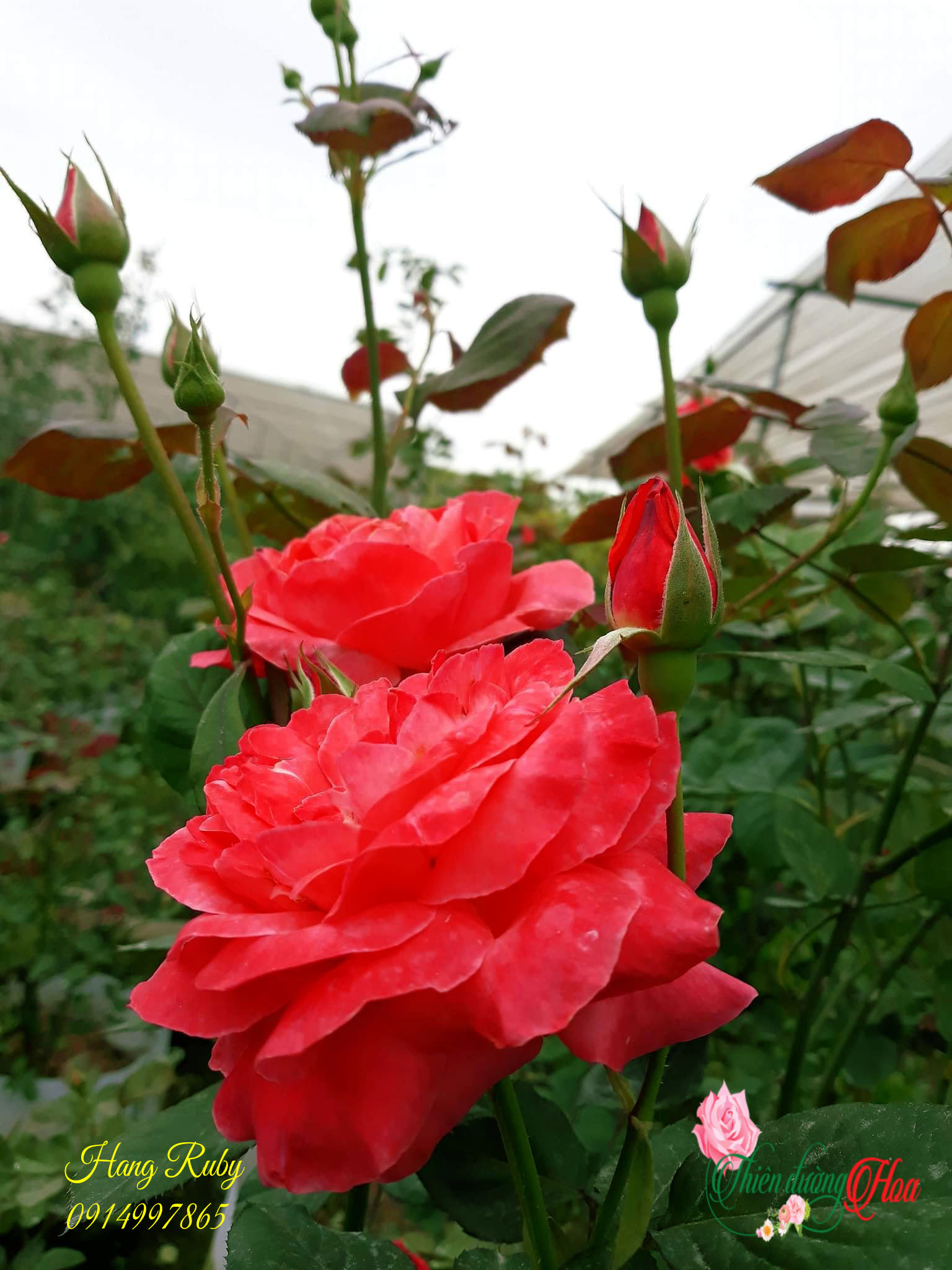 HOA HỒNG CỔ LÀO