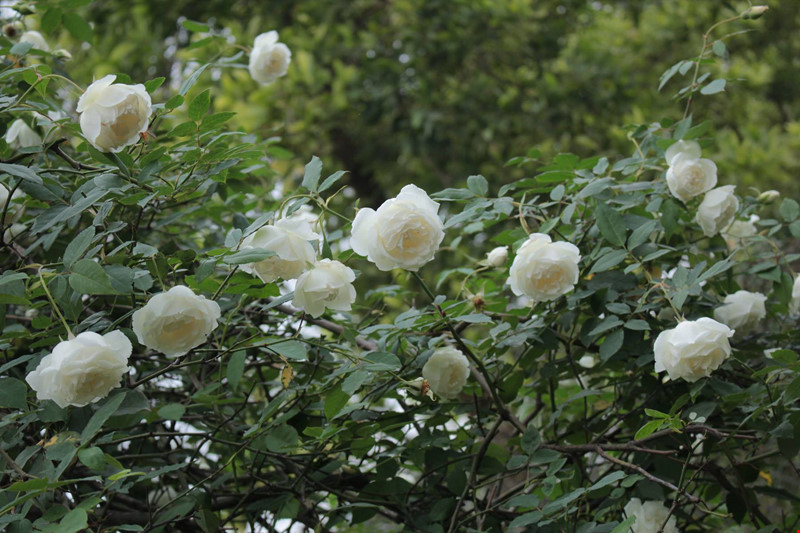 Hồng Bạch Cổ
