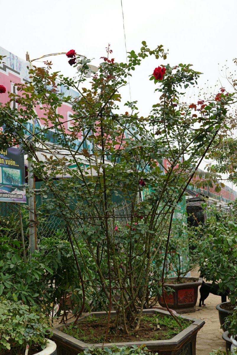 Hồng Cổ Sơn La